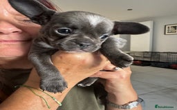 Mixed Breed dogs for sale: Cockapoo x French Bulldog - Image 7