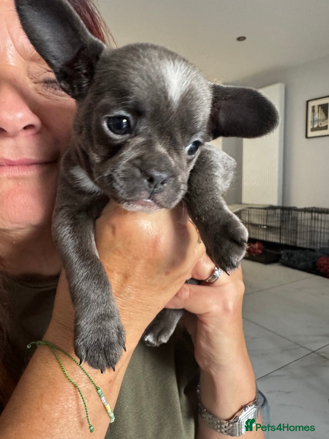 Mixed Breed dogs for sale: Cockapoo x French Bulldog - Image 7