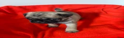 Pug dogs for sale: Kc registered Pug puppies - Advert 5