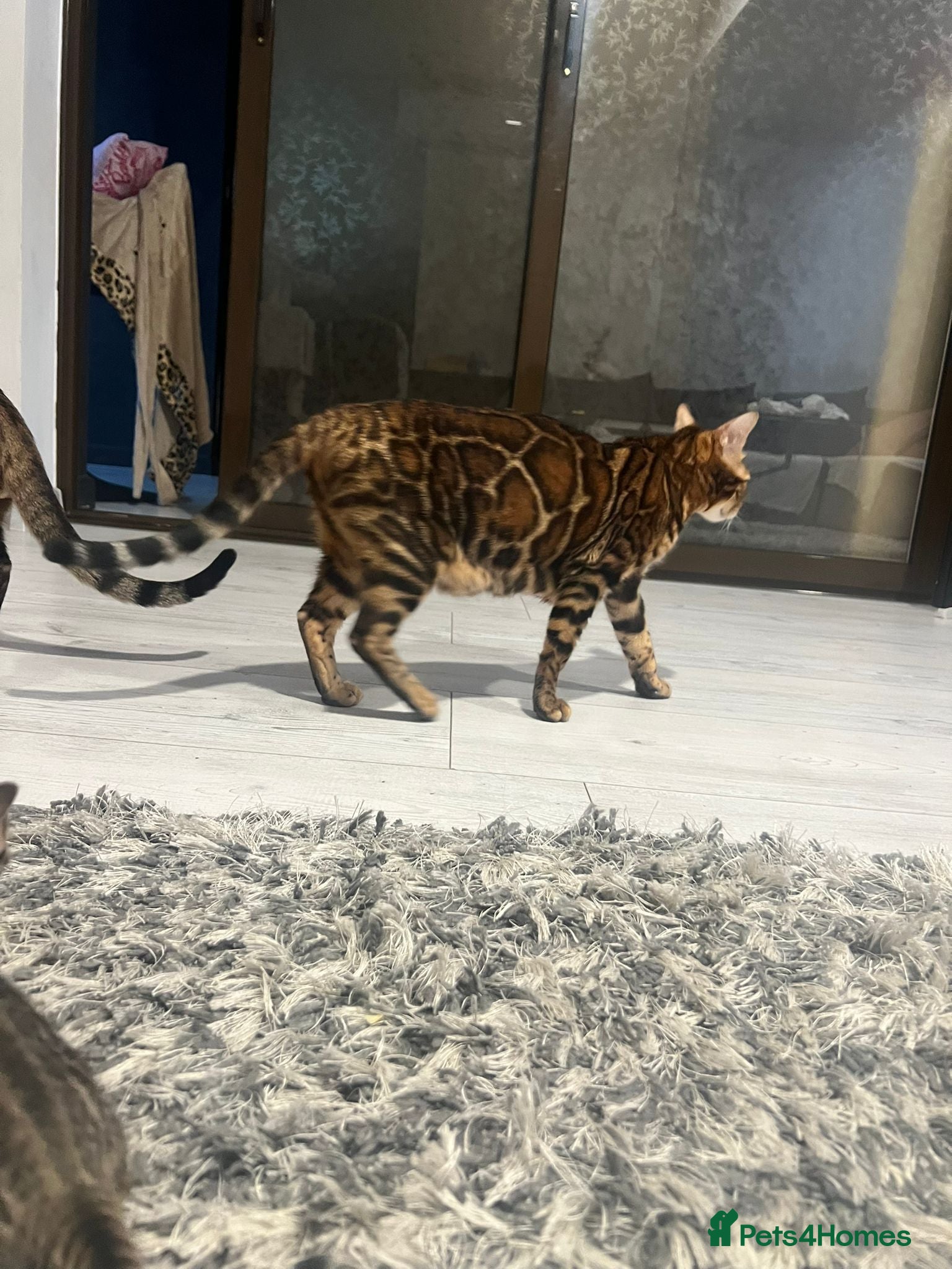 Bengal cats Bengal kittens with pedigree  - Advert 2