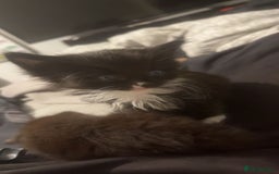 Mixed Breed cats for sale: Fluffy kittens - Image 1