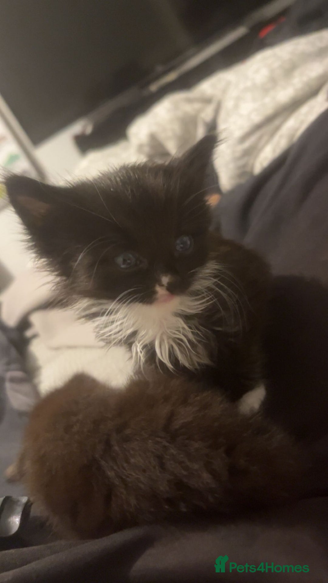 Mixed Breed cats for sale: Fluffy kittens - Image 1