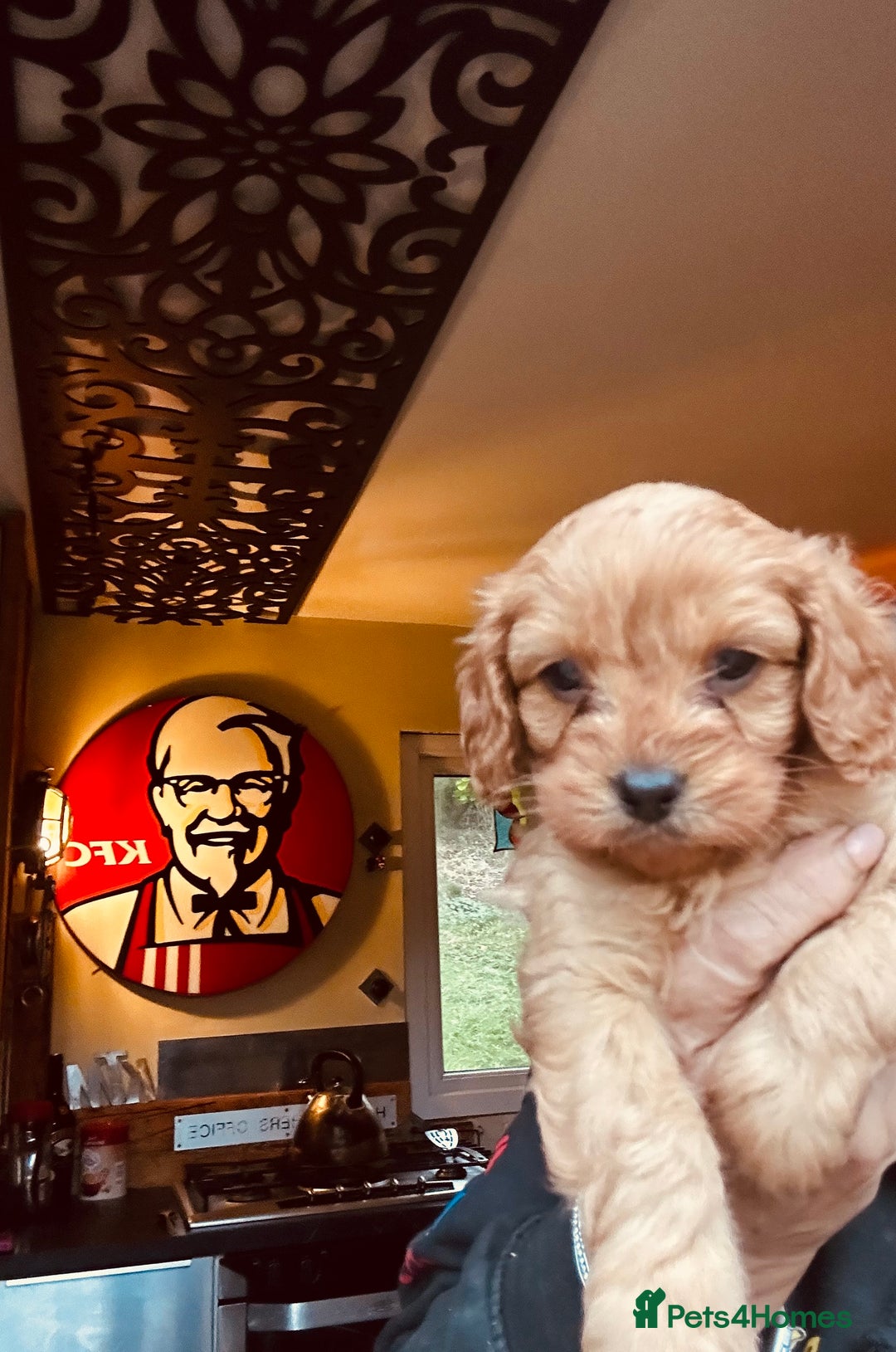 Cavapoo dogs for sale: Bright red not to curly f1 Cavapoo’s  - Advert 9