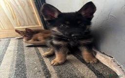 Shepsky dogs for sale: Shepsky - Image 17