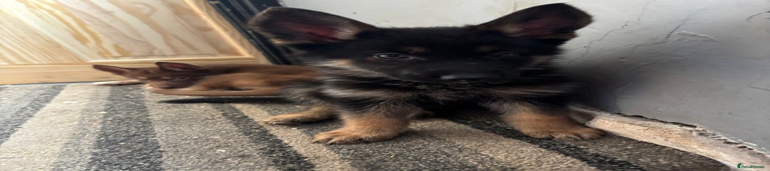 Shepsky Puppy 3