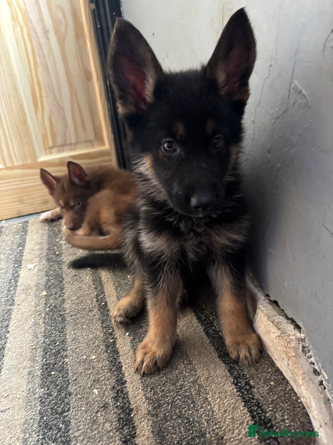 Shepsky dogs for sale: Shepsky - Image 17