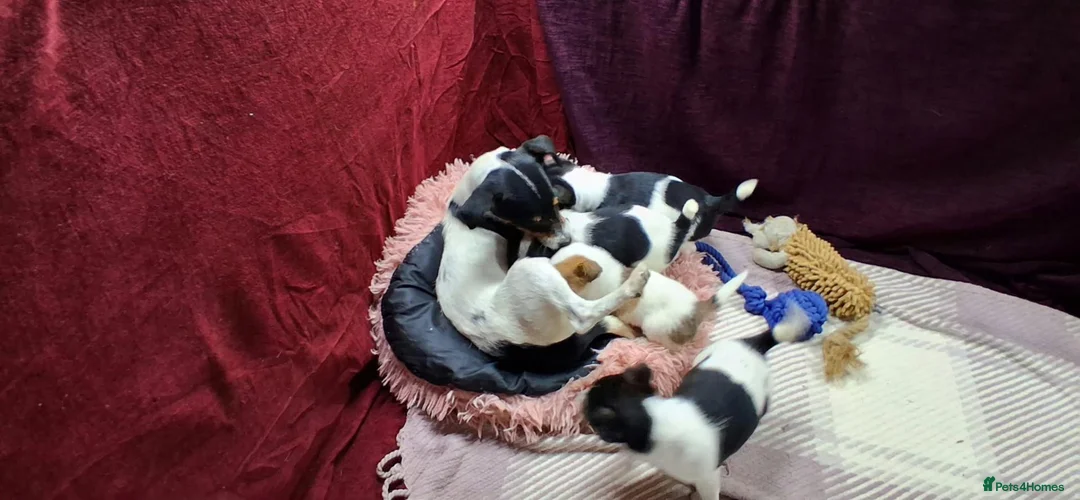Jack Russell dogs for sale: Pure Jack Russell pups for sale - Advert 14