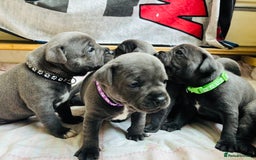 Staffordshire Bull Terrier dogs for sale: KC Registered Blue Staffordshire bull terrier - Image 34