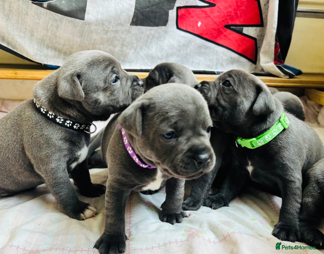 Staffordshire Bull Terrier dogs for sale: KC Registered Blue Staffordshire bull terrier - Image 34