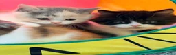 British Shorthair cats for sale: Amazing mix of colours from my pet Poppet - Advert 10