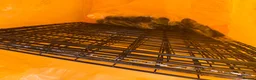 Guinea Pig rodents for sale: 2 Lovely Bonded Female Guinea Pigs+Complete Setup in Nottingham - Advert 8