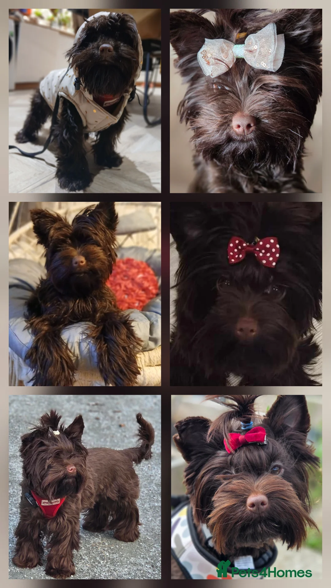 Yorkshire Terrier dogs for sale: Inka's 1st litter -Yorkshire terriers  - Advert 5