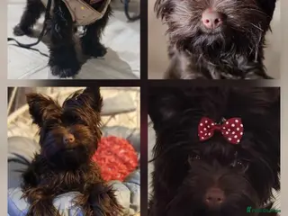 Yorkshire Terrier dogs Inka's 1st litter -Yorkshire terriers - Advert 7