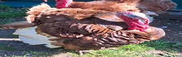 Chickens poultry for sale: Orpingtons, salmon fav, olive eggers, bourbon red  - Advert 6