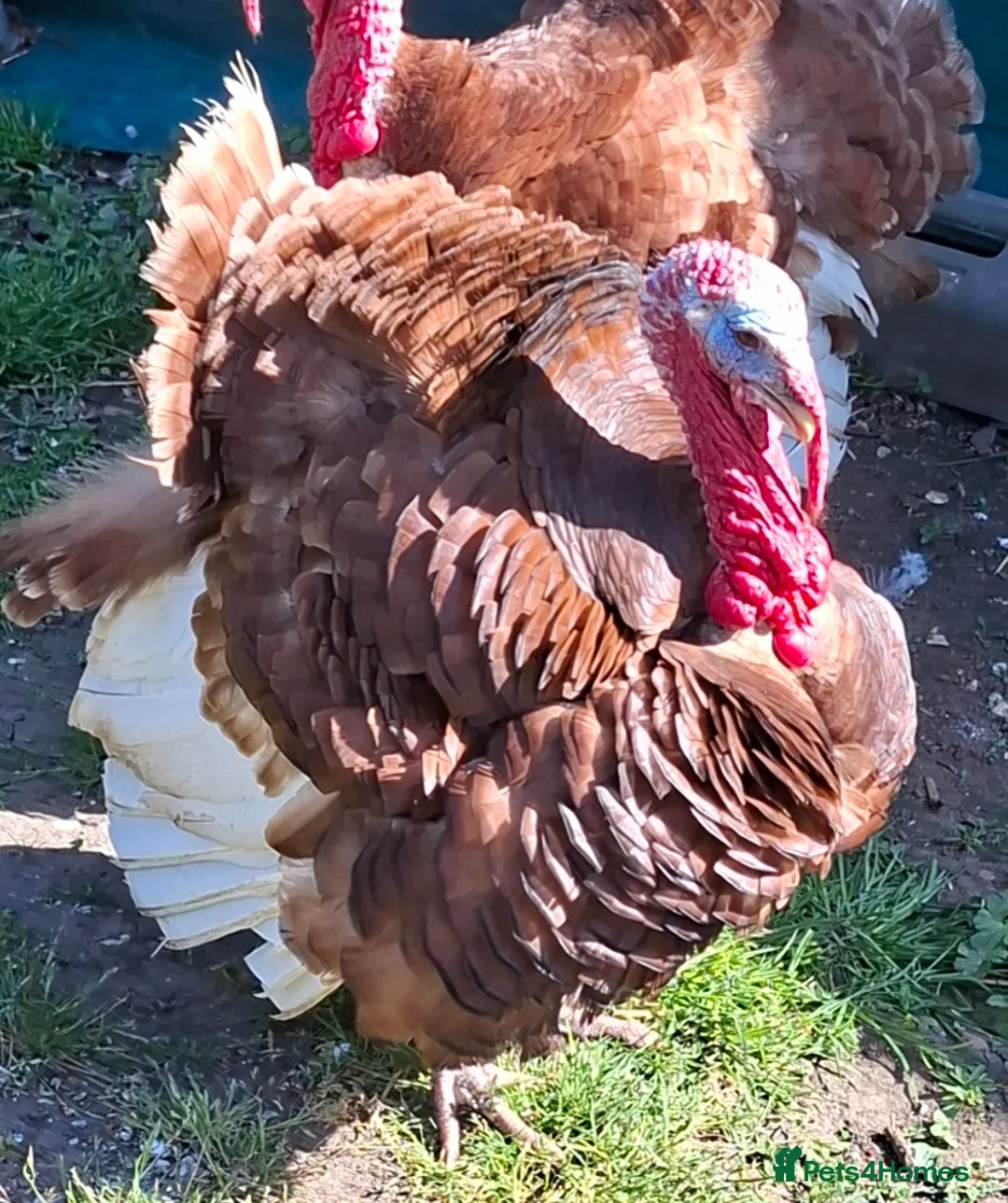 Chickens poultry for sale: Orpingtons, salmon fav, olive eggers, bourbon red  - Advert 6
