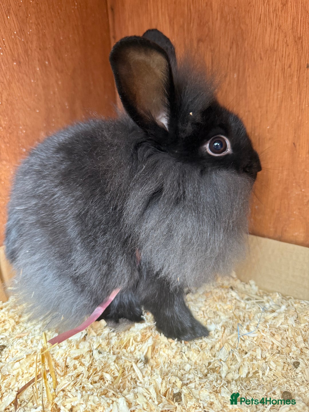 Lionhead rabbits for sale: Baby female lionheads - Advert 1