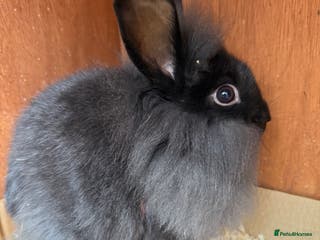 Lionhead rabbits Baby female lionheads - Advert 1