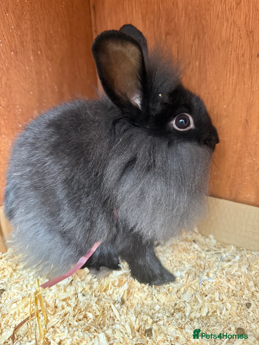 Lionhead rabbits for sale: Baby female lionheads - Advert 1