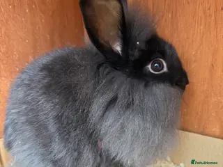 Lionhead rabbits Baby female lionheads - Advert 5