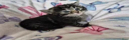 British Longhair cats for sale: 3 gorgeous kittens for sale  - Advert 4