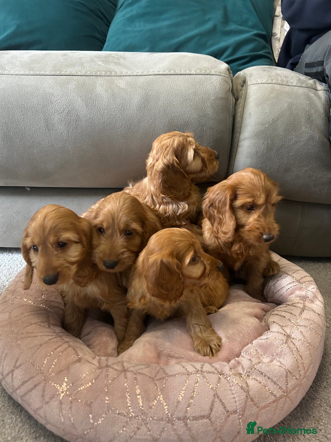 Cockapoo dogs for sale: Cockapoo puppies  - Image 8
