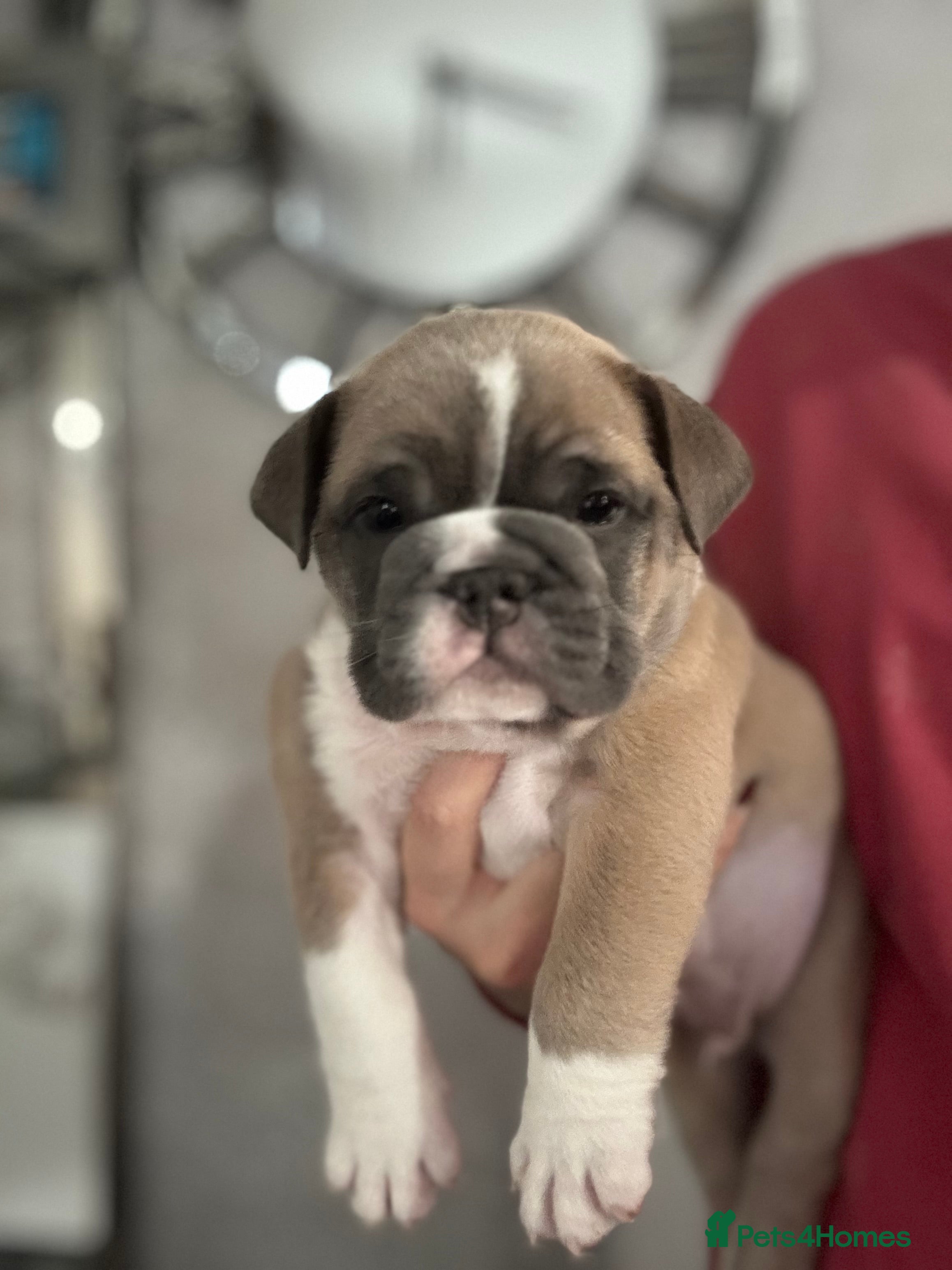 English Bulldog dogs Male miniature bulldog puppy - Advert 1