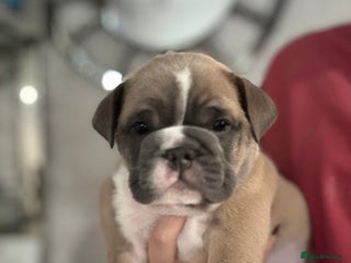 English Bulldog dogs Male miniature bulldog puppy - Advert 1