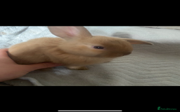 Lionhead rabbits for sale: ⭐️Stunning pure lionheads⭐️ - Image 3