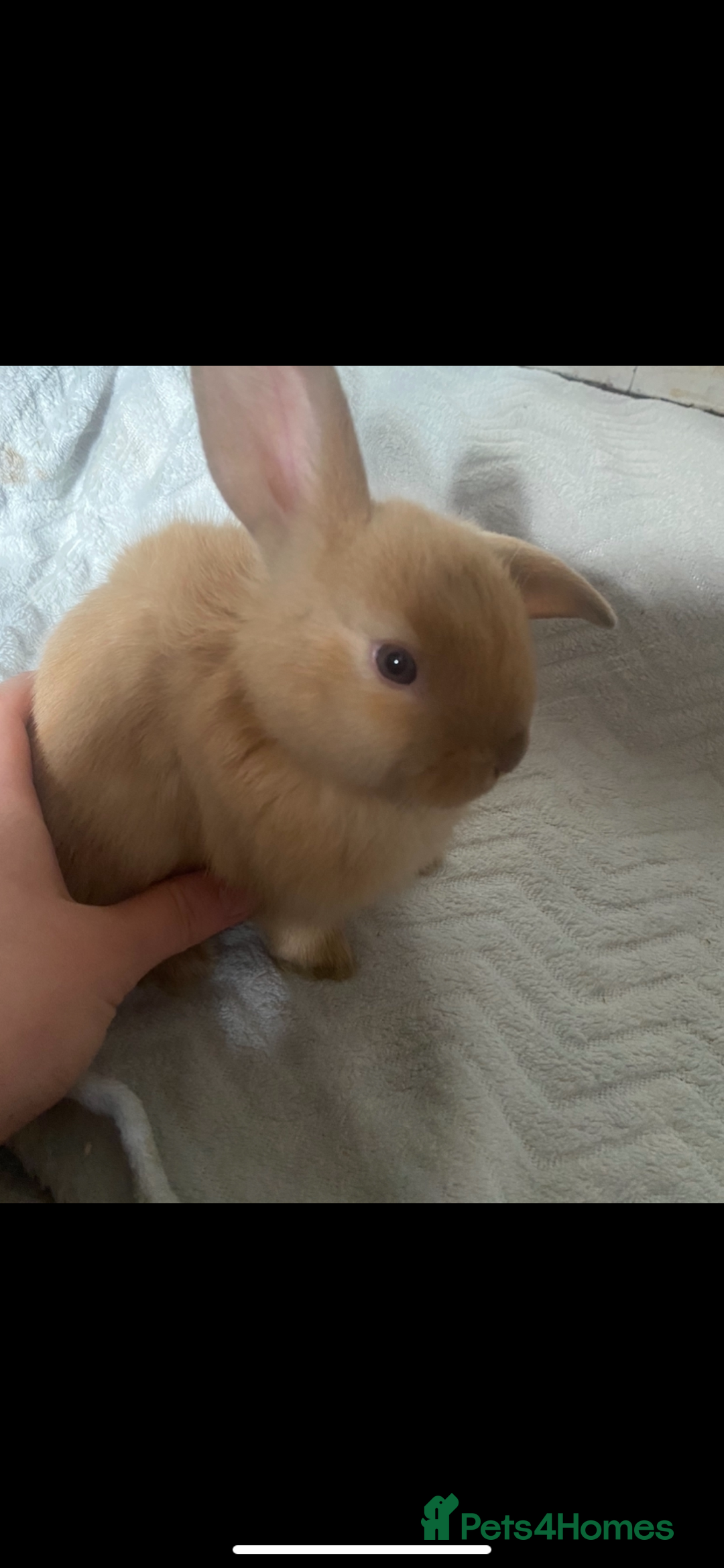 Lionhead rabbits for sale: ⭐️Stunning pure lionheads⭐️ - Image 3