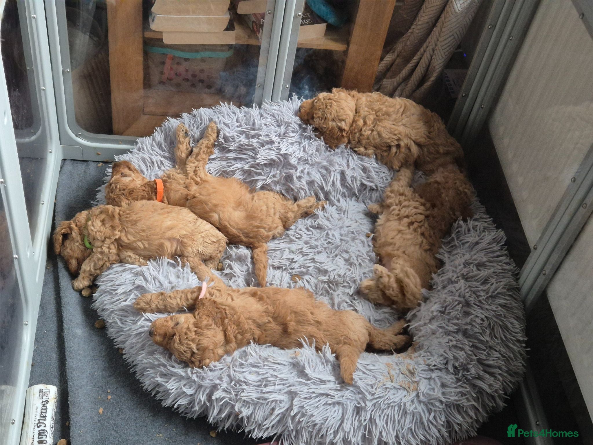 Miniature Poodle dogs KC Reg Apricot Miniature Poodle - Advert 1