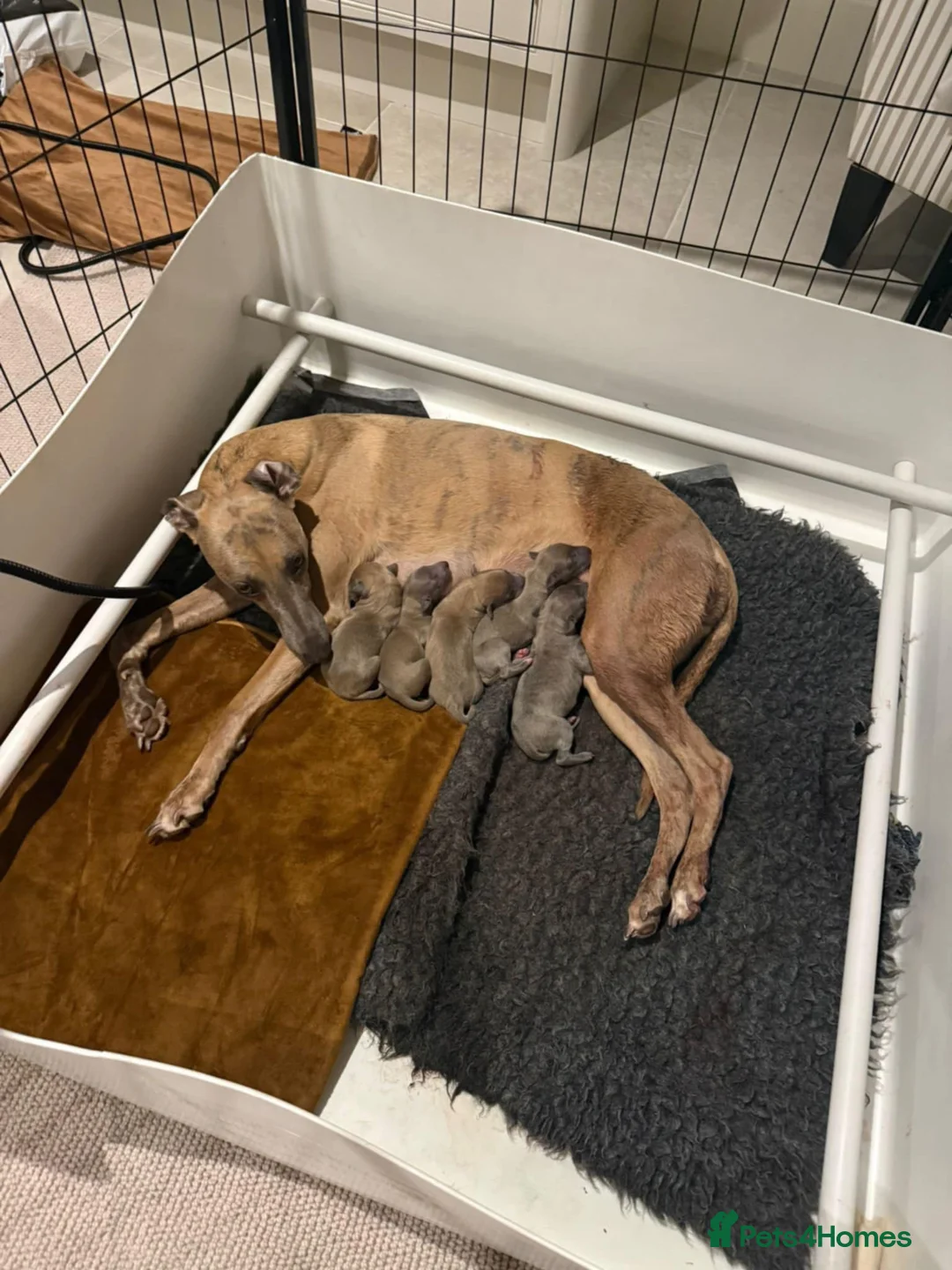 Whippet dogs for stud: PEDIGREE KC REGISTERED WHIPPET AT STUD in Salisbury - Advert 15