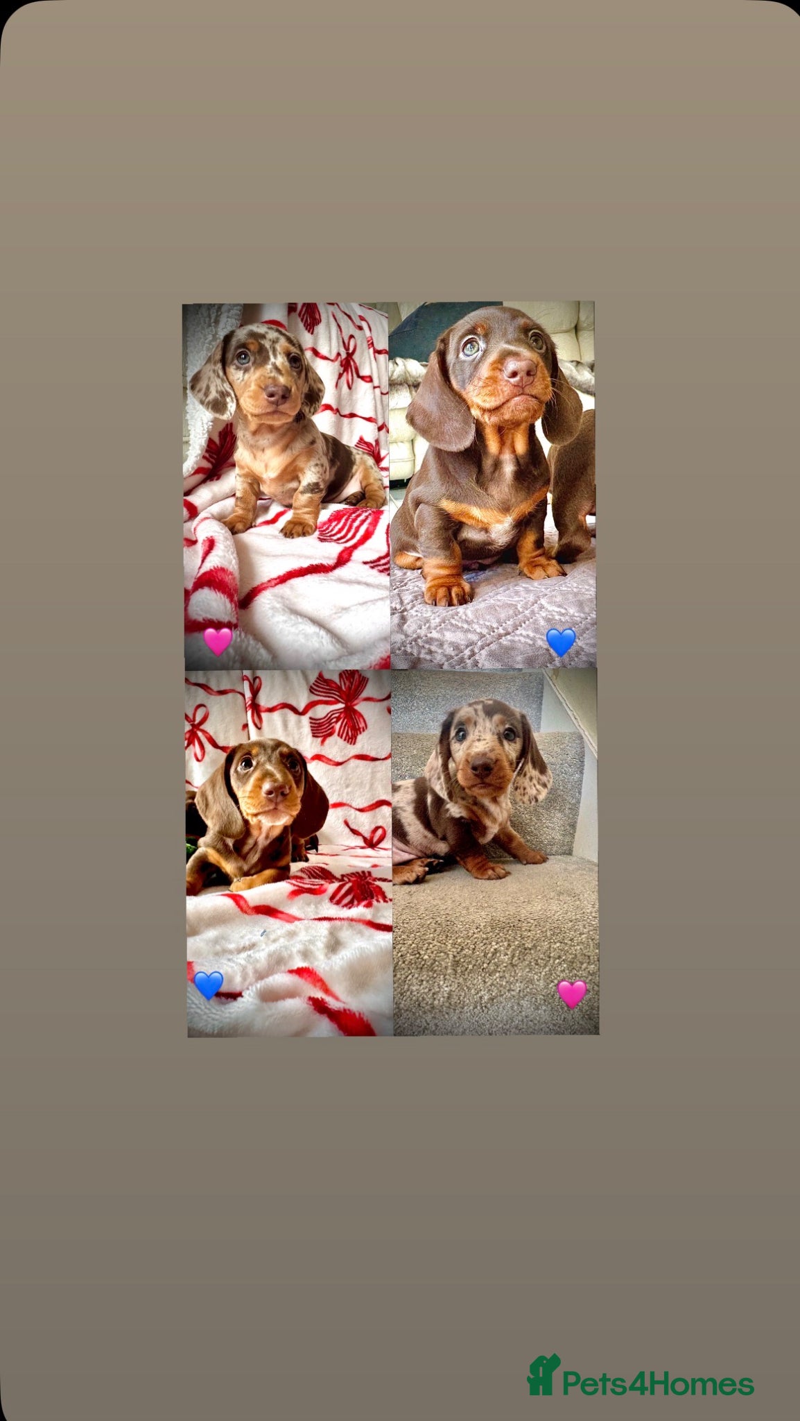 Miniature Dachshund dogs READY SATURDAY MINI DACHSHUND SERIOUS BUYERS ONLY  - Advert 13