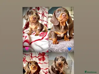 Miniature Dachshund dogs READY SATURDAY MINI DACHSHUND SERIOUS BUYERS ONLY - Advert 18