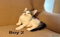 Mixed Breed cats for sale: Adorable mixed breed kittens in Kent! - Image 4