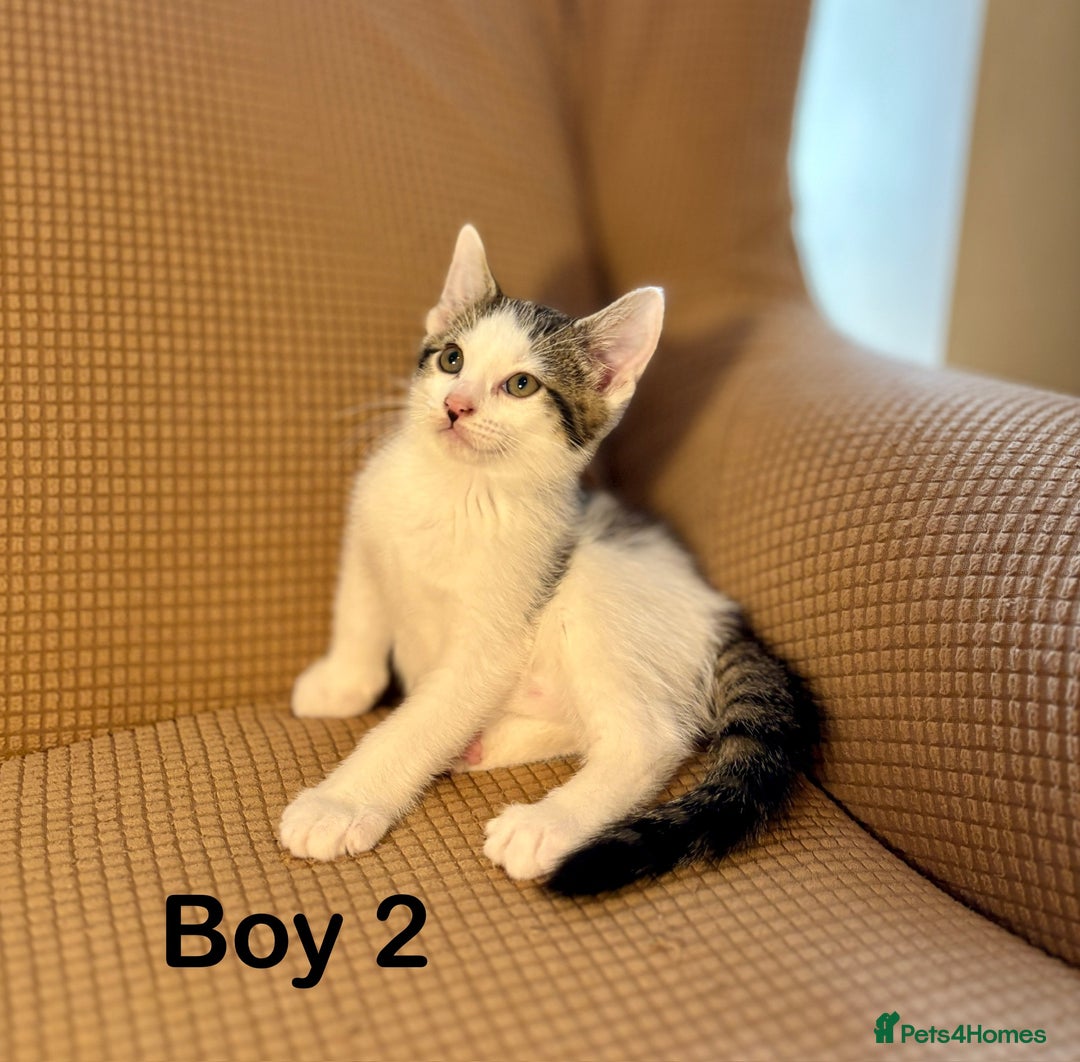 Mixed Breed cats for sale: Adorable mixed breed kittens in Kent! - Image 4