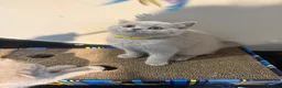 British Shorthair cats for sale: Supreme Champion Line British Shorthair Kittens - Advert 11