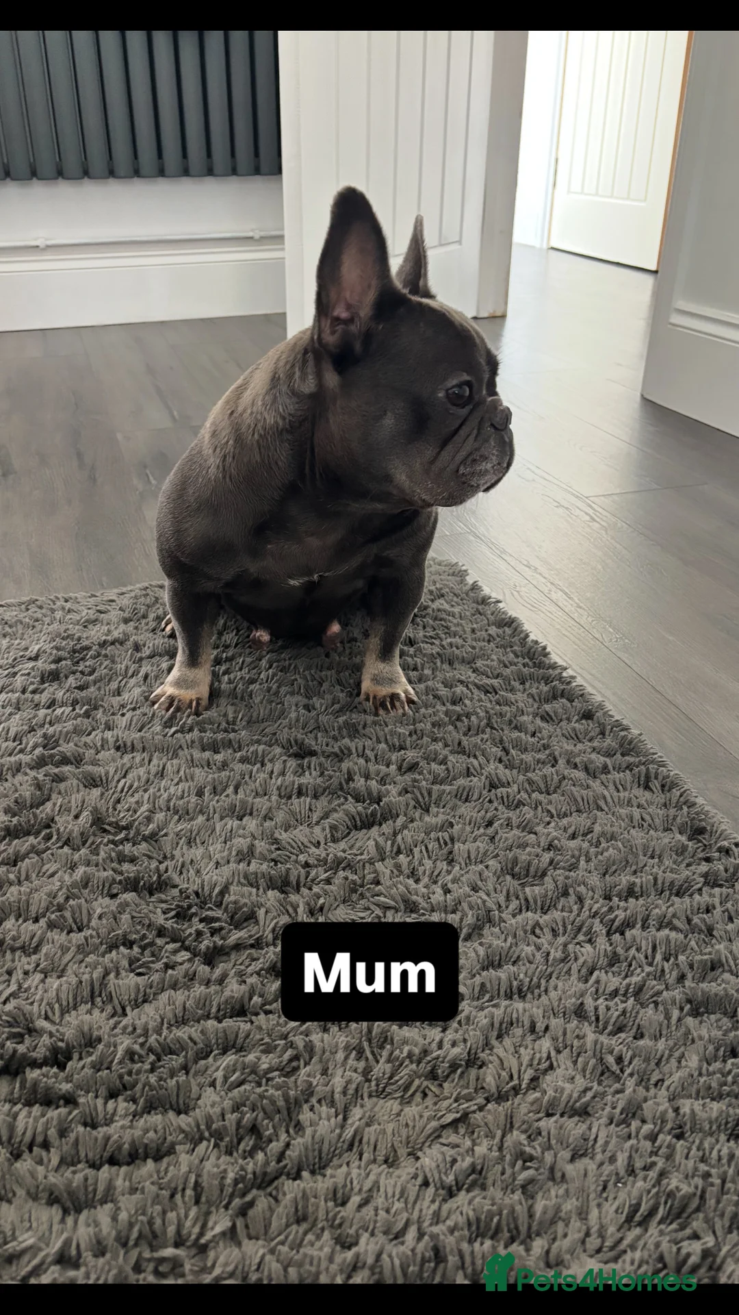 French Bulldog dogs for stud: Tiny lilac and tan stud available - Advert 13