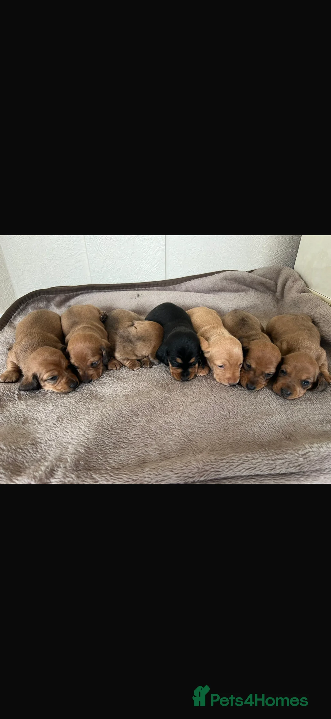 Dachshund dogs for sale: 7 gorgeous minature dachshund puppy’s🐶 - Advert 1