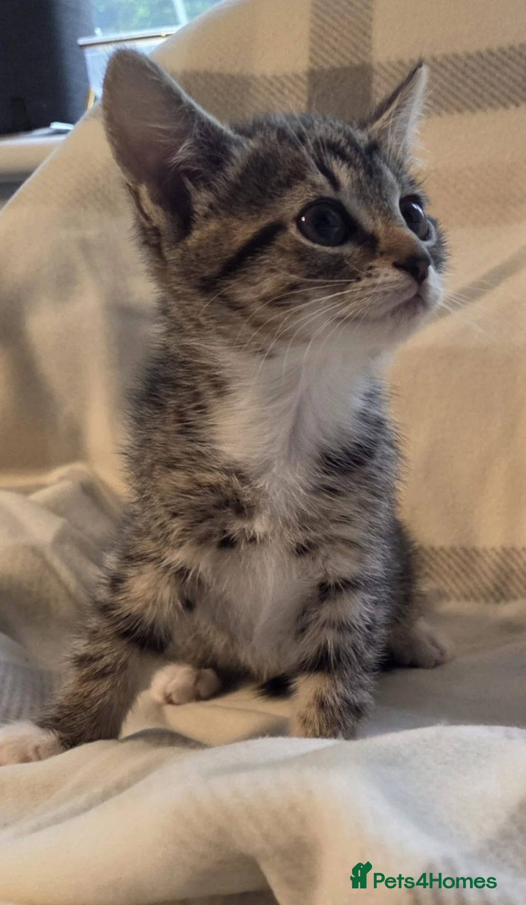 Mixed Breed cats for sale: BEAUTIFUL KITTENS in Glasgow - Advert 2