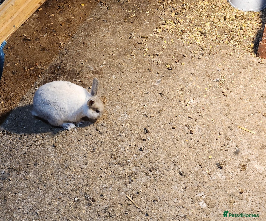 Mixed Breed rabbits for sale: Adorable Mixed Breed Baby Rabbits - Born October  - Advert 5