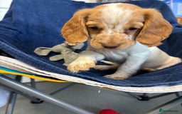 Cocker Spaniel dogs for sale: Cocker spaniel puppies Ready now, 3 girls left - Image 7