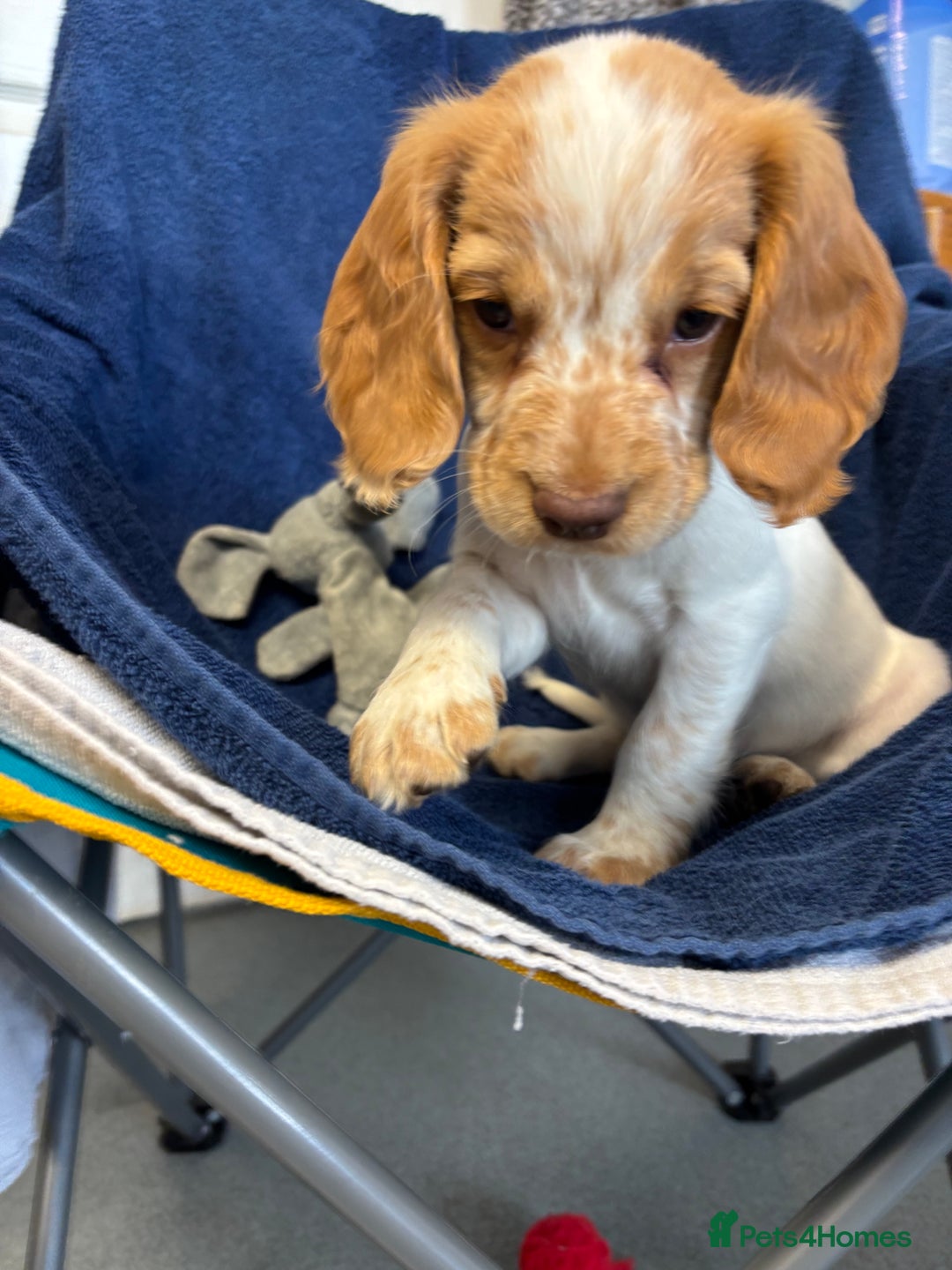 Cocker Spaniel dogs for sale: Cocker spaniel puppies Ready now, 3 girls left - Image 7