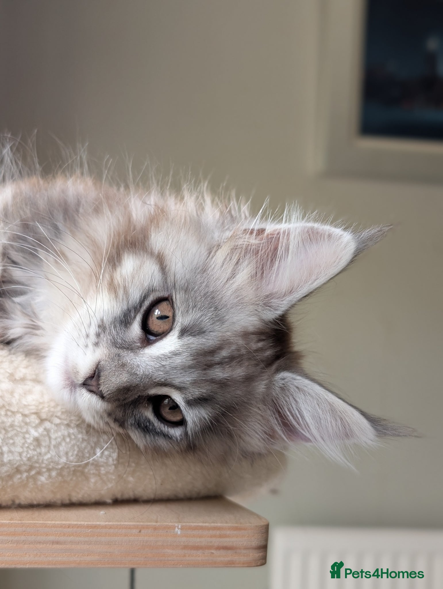 Maine Coon cats Last girl. Tica Registered Maine coon Kittens  - Advert 2