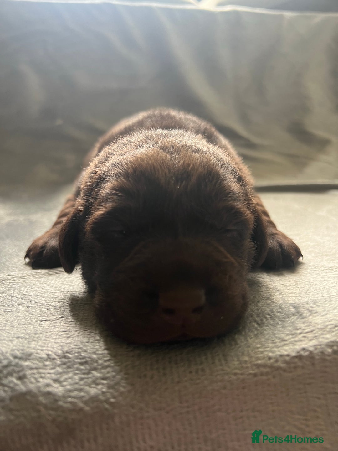 Labrador Retriever dogs for stud: KC Registered Yellow Labrador, Proven Stud  in Coalville - Advert 18