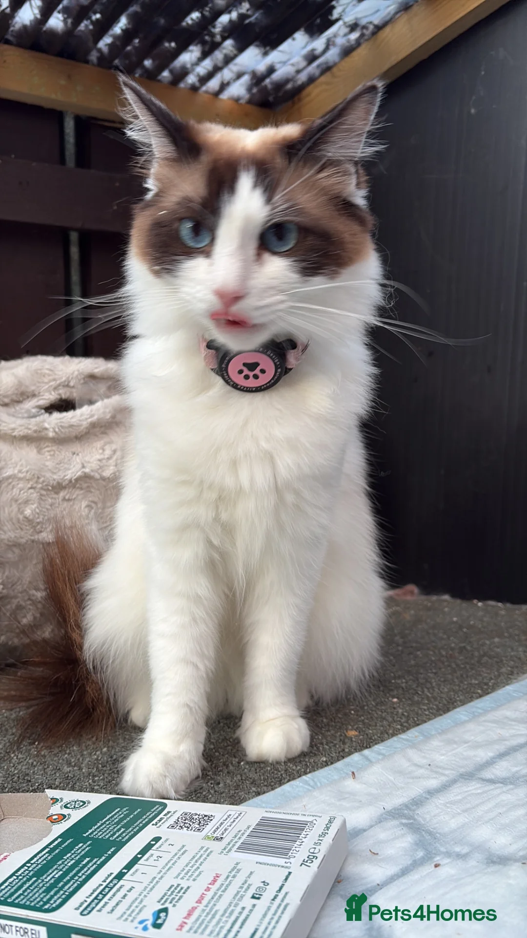 Ragdoll cats for sale: Ragdoll kittens Tri colour  - Advert 2