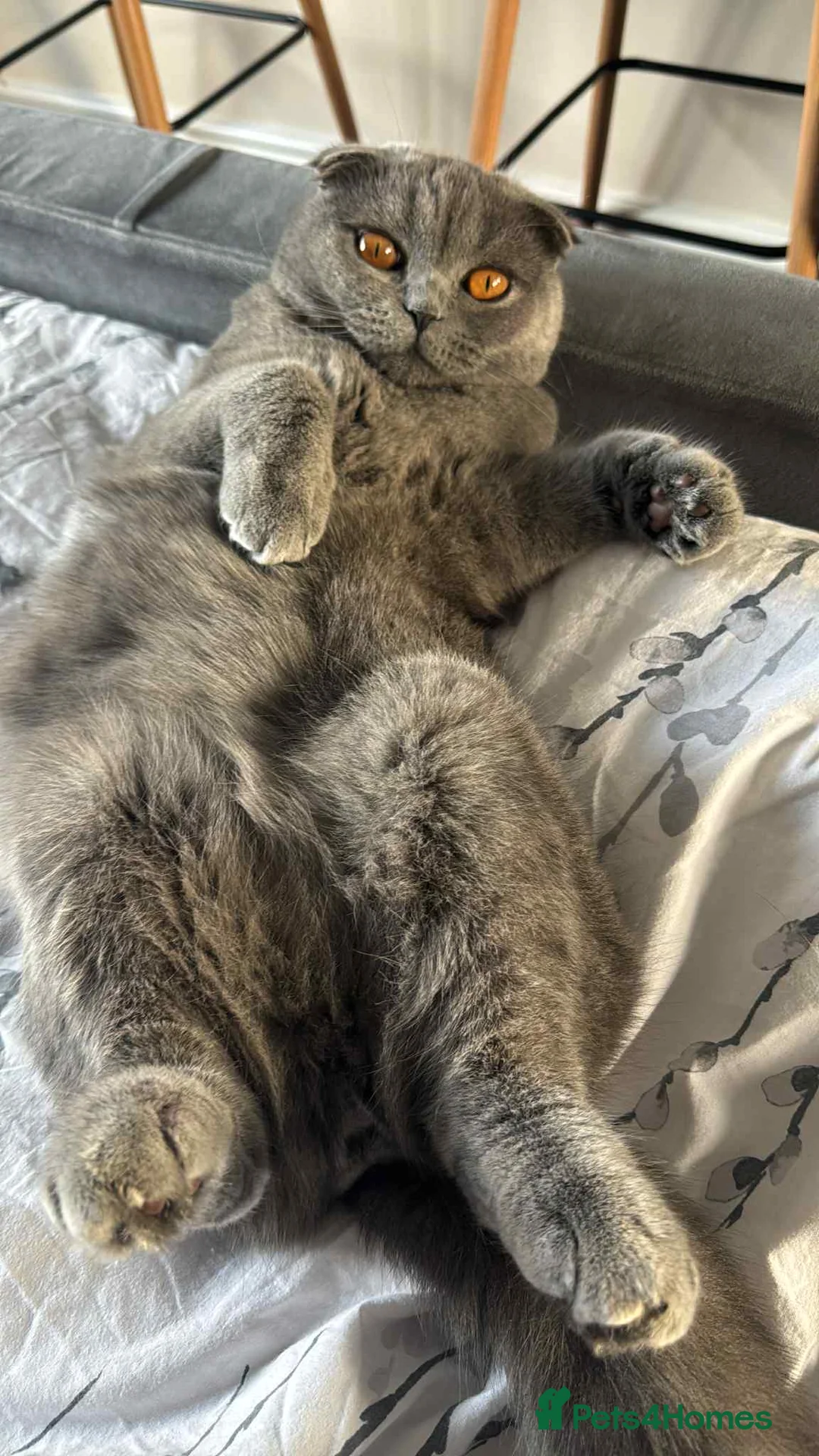 Scottish Fold cats for sale: Beautiful Blue Scottish Fold Boy - Advert 2