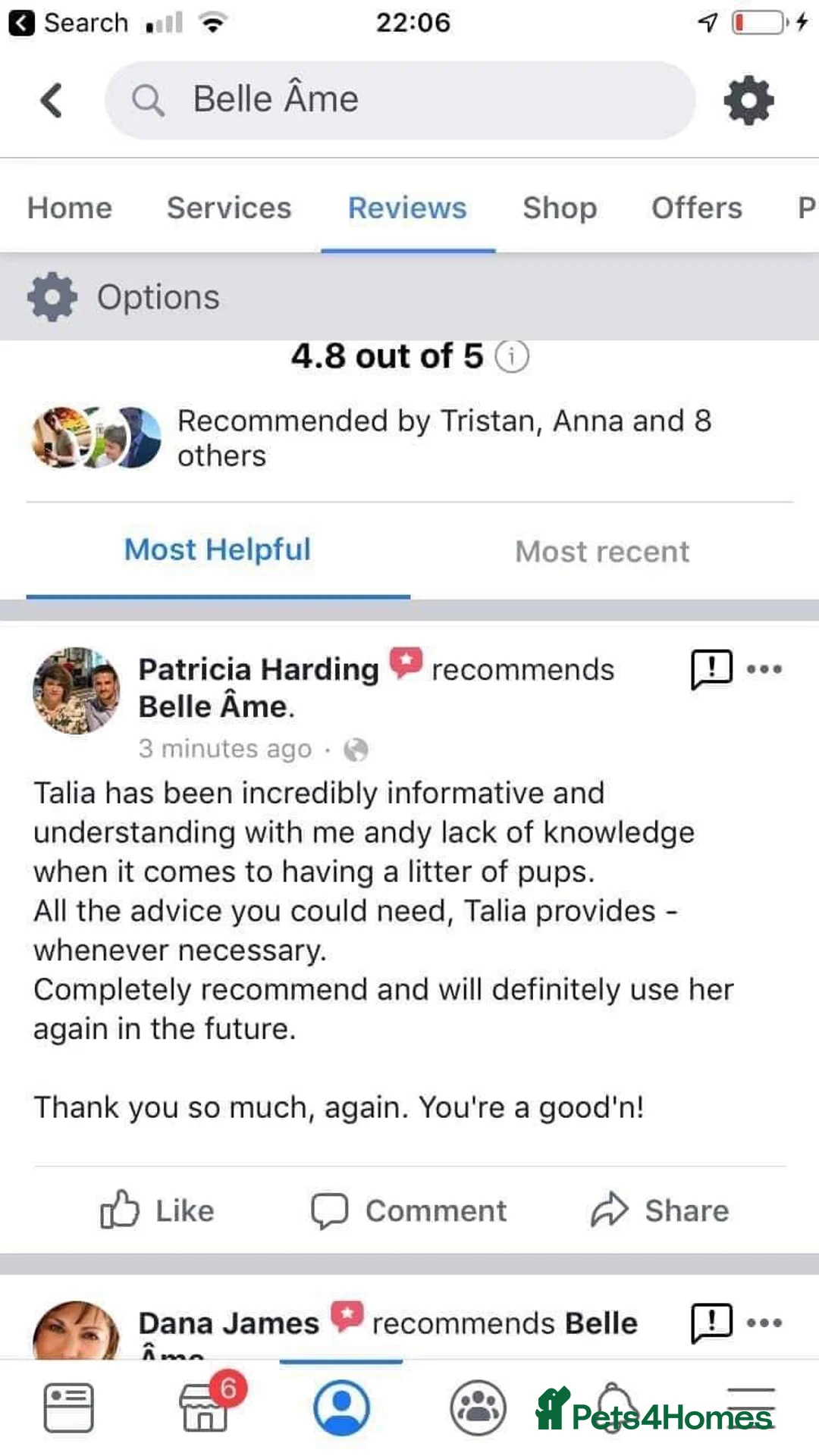 Toy Poodle dogs for stud: Champion Line KC Apricot Toy Poodle Stud in Ringwood - Advert 29