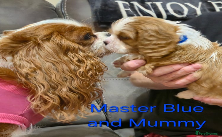 Cavalier King Charles Spaniel dogs KC Registered, Cavalier King Charles Spaniels  - Advert 4