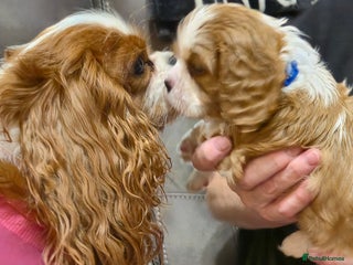Cavalier King Charles Spaniel dogs Blemheim Parents, KC Registered CKC spaniels - Advert 13