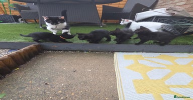 Mixed Breed cats - Advert 11